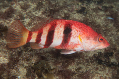 Hypoplectrodes nigroruber