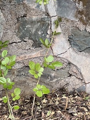 Causonis japonica