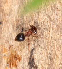 Meranoplus bicolor