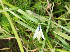 Pieris rapae