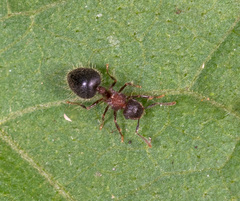 Meranoplus bicolor