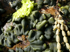 Codium