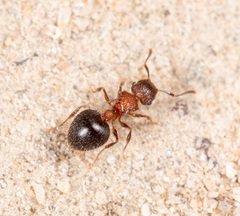 Meranoplus bicolor