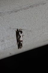 Machetis aphrobola