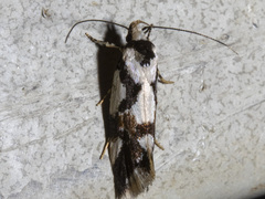 Machetis aphrobola