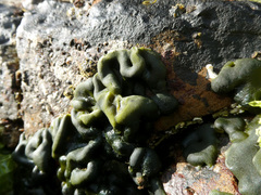 Codium