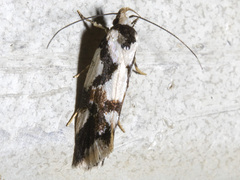 Machetis aphrobola