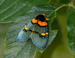 Egybolis vaillantina