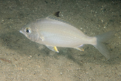 Gerres subfasciatus