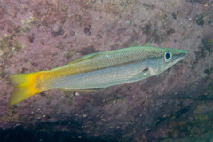 Dinolestes lewini