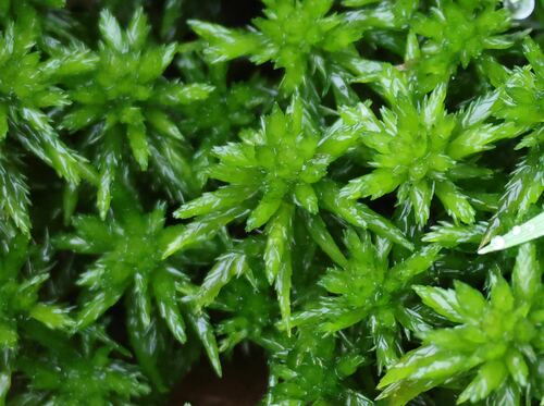 Sphagnum inundatum