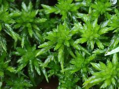 Sphagnum denticulatum