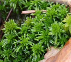 Sphagnum denticulatum