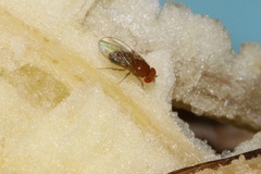 Drosophila melanogaster