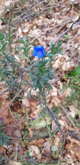 Glandora prostrata