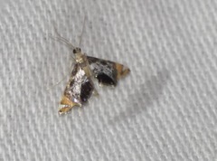 Nymphicula