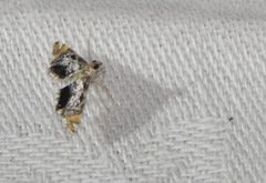Nymphicula