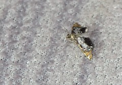Nymphicula