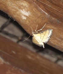 Cnaphalocrocis medinalis