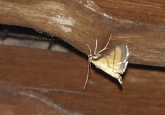 Cnaphalocrocis medinalis