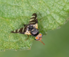 Sphaeniscus