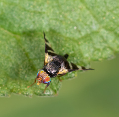Sphaeniscus