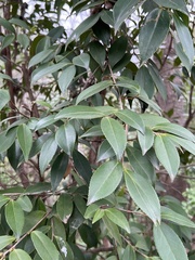 Camellia oleifera