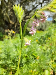 Silene bellidifolia