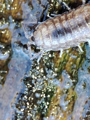 Halophiloscia couchii