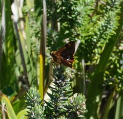 Trapezites symmomus