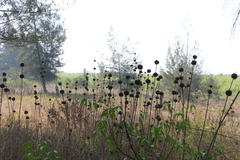 Leonotis nepetifolia