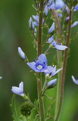 Veronica austriaca