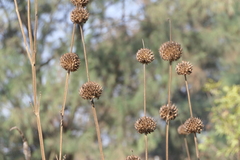 Leonotis nepetifolia