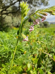 Silene bellidifolia