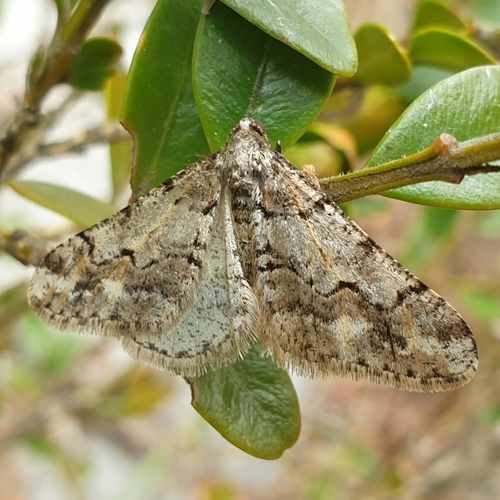 Agriopis leucophaearia