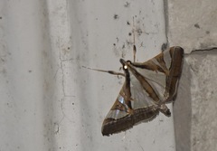 Agrioglypta excelsalis