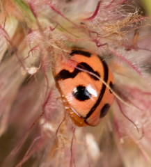 Cheilomenes sexmaculata
