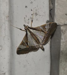 Agrioglypta excelsalis