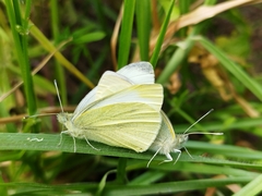 Pieris rapae