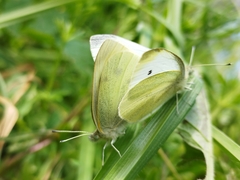 Pieris rapae