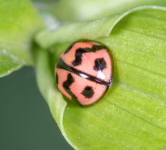 Cheilomenes sexmaculata