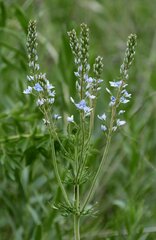 Veronica austriaca