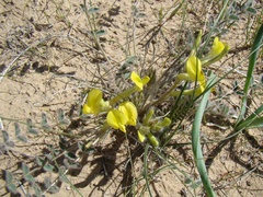 Astragalus flexus