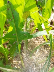 Ocnogyna loewii