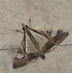 Agrioglypta excelsalis