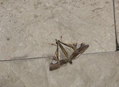 Agrioglypta excelsalis