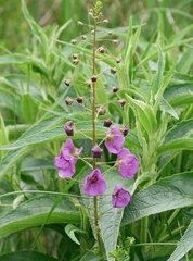 Verbascum phoeniceum
