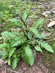 Rorippa indica