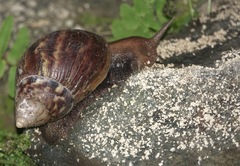 Lissachatina fulica