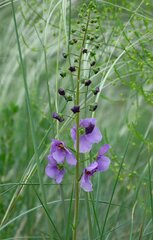 Verbascum phoeniceum